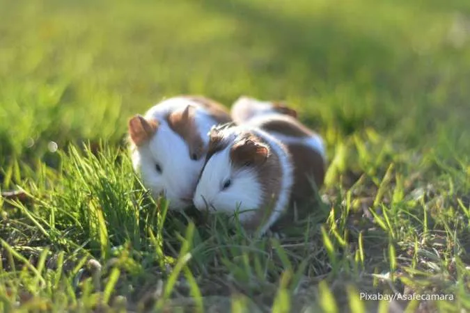 Hamster Betina dan Jantan