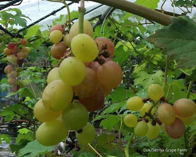 Salah satu manfaat buah anggur adalah menyehatkan tulang Anda.