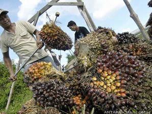 Indonesia Akan Memangkas Lahan Sawit Satu Juta Hektare