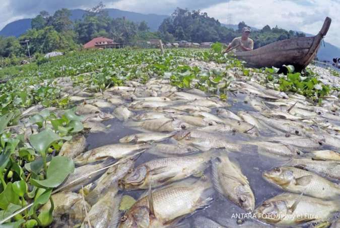 Misterius, ratusan ton ikan mati mendadak di Danau Toba 