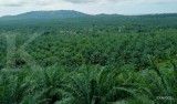 Potensi delisting, Golden Plantation (GOLL) masih mencari investor baru 