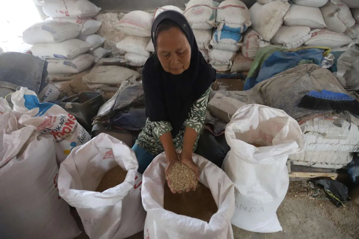 Tak Hanya El Nino, Ini Tantangan Peningkatan Produksi Beras Dalam Negeri