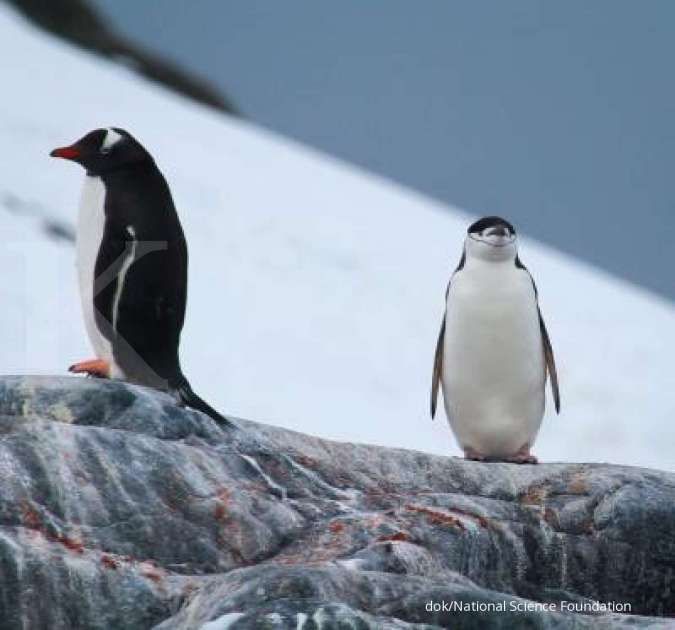 Populasi penguin di Antartika terus menurun, ini penyebabnya