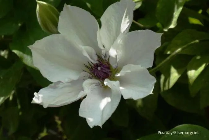 Bunga Clematis