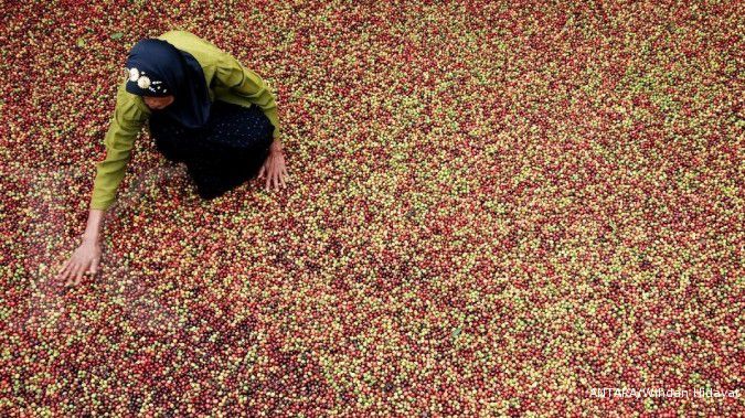 Harga kopi melejit, eksportir takut stok berlebih