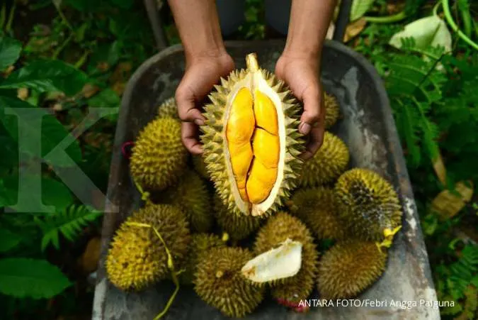 Moms Harus tahu! 5 Manfaat Durian untuk Kesehatan Tubuh