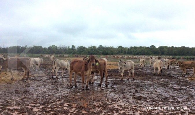 Santori siap impor 7.500 sapi bakalan di awal 2017