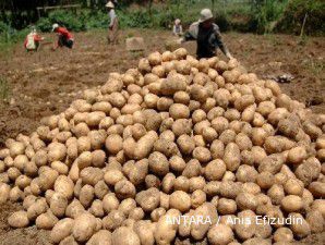 Serbuan kentang impor menonjok harga kentang lokal