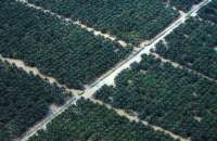 Dabeeo Perluas Teknologi AI untuk Perkebunan Sawit di Indonesia