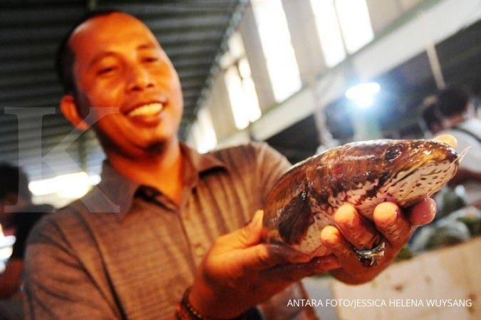 Untung berlipat dari budidaya benih ikan gabus (1)