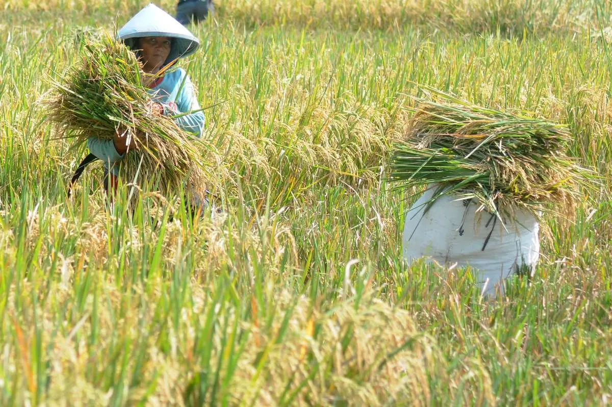 Uji Coba Padi Varietas Biosalin 2 Telah Hasilkan Panen 18,68 Ton di Cilacap