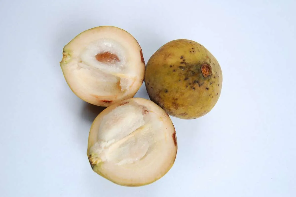 Kenali 8 Manfaat Buah Kecapi untuk Kesehatan, Catat Ya!