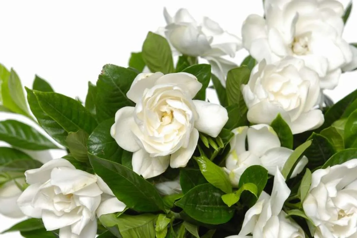 Daun kacapiring efektif mengobati diabetes melitus