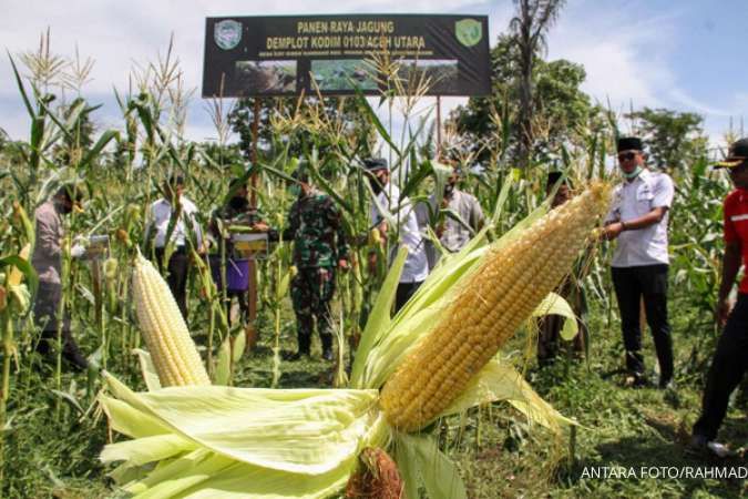 Jokowi perintahkan Mentan Syahrul Limpo genjot produksi jagung