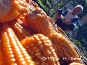 Pengusaha etanol belum terusik kenaikan harga jagung