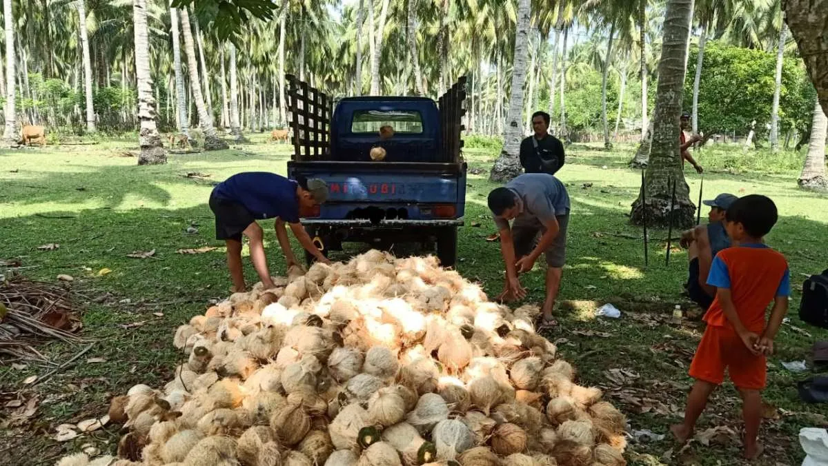 Sempat Bikin Harga Melonjak, Ekspor Kelapa Utuh Akan Dilarang