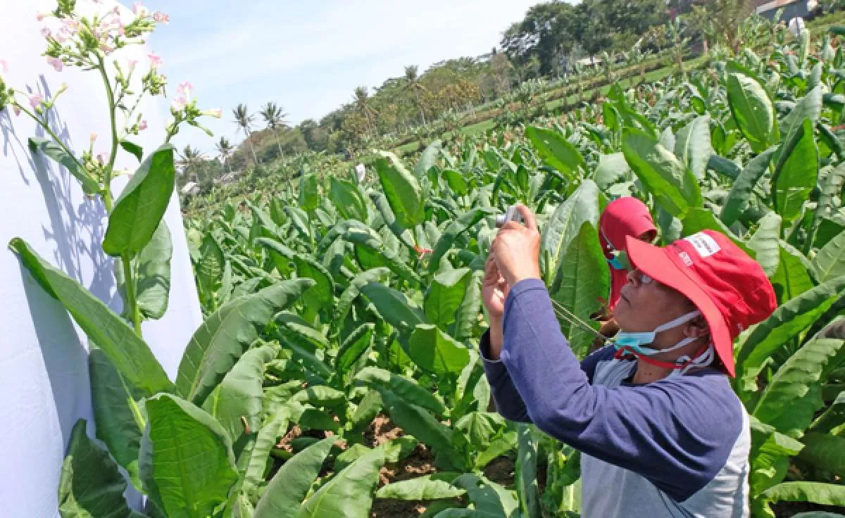 Sinergi dunia usaha dan industri dengan teaching factory rancang agro eduwisata