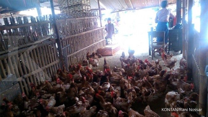Diduga kartel ayam, KPPU akan periksa 12 produsen