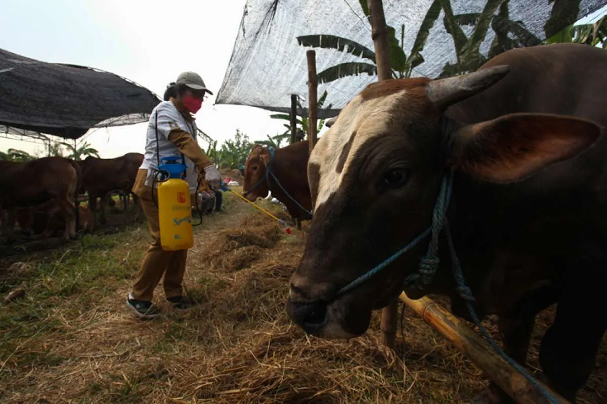 Mentan: Ketersediaan Hewan Kurban Cukup Untuk Memenuhi Kebutuhan