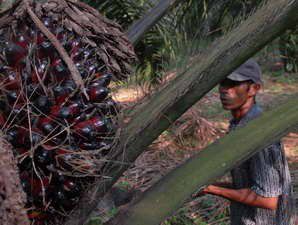 Definisi Hutan pada Kebun Sawit Menuai Protes