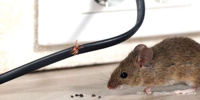 Dari Alami hingga Ekstrem, Inilah 7 Cara Usir Tikus di Rumah sampai Mesin Mobil