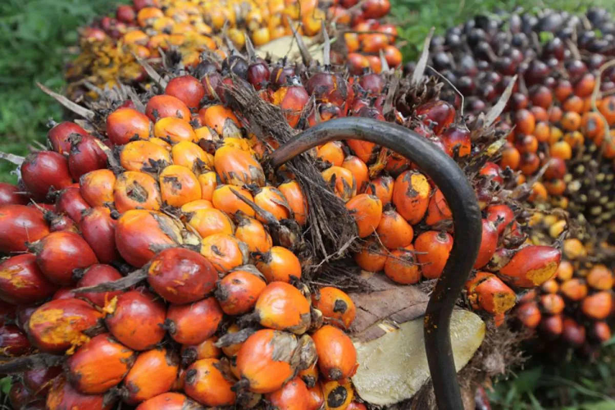 Harga CPO rontok terkena imbas virus corona