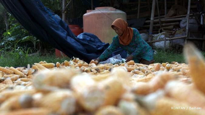 Impor meruak, harga jagung rontok