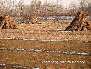 Stok jagung menipis, namun permintaan jagung dunia meningkat