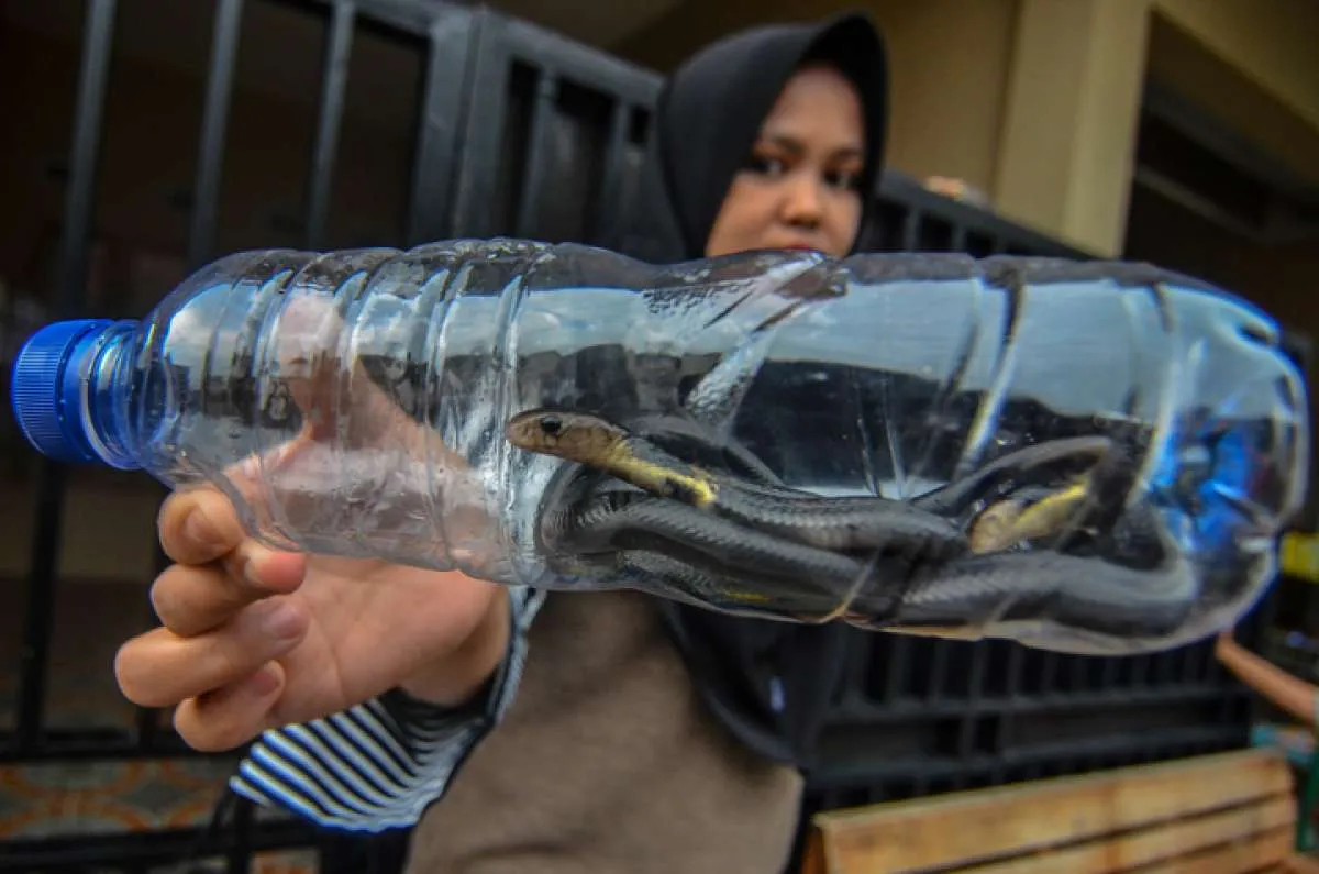 Ampuh tapi sederhana, begini 4 cara mengusir ular dari rumah