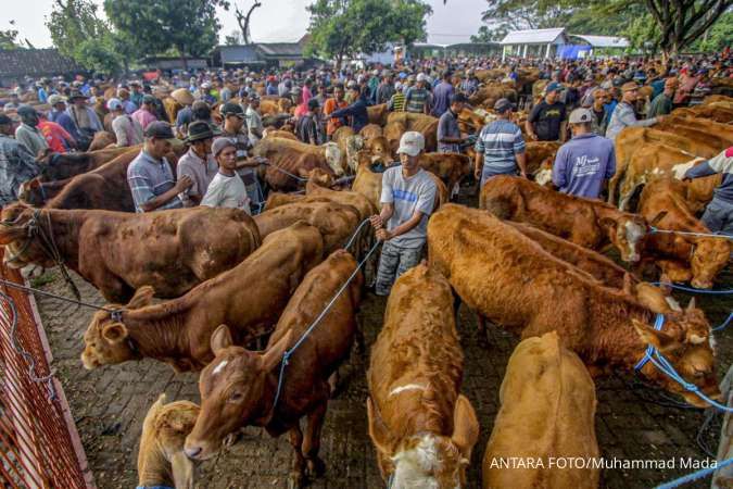 Update Harga Sapi Kurban 2025 Wilayah Jawa Tengah, Mulai Rp 15 Jutaan