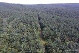 Kabar baik bagi perusahaan sawit, Jepang tunda kewajiban sertifikat RSPO