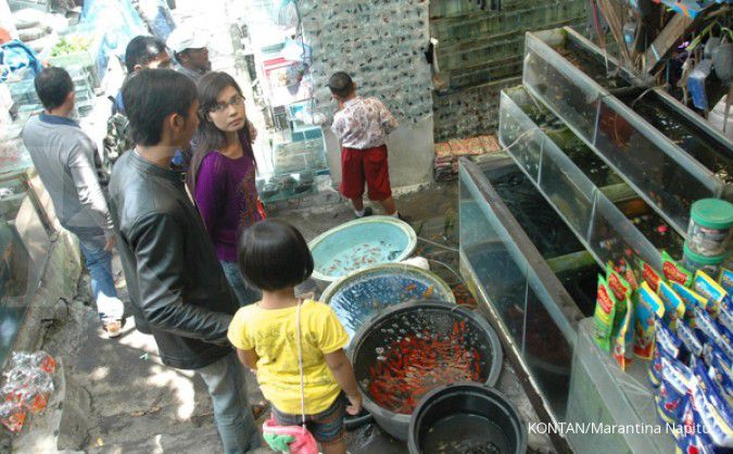 86 Koleksi Ikan Hias Air Laut Malang Gratis Terbaru