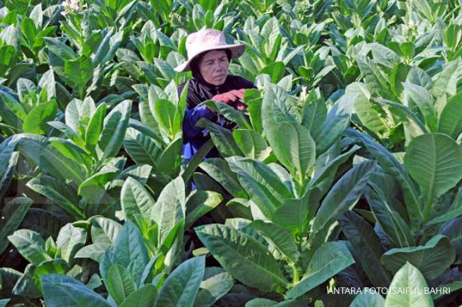 PBNU: Kenaikan cukai tembakau berdampak pada petani tembakau dan buruh tani