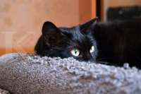 Cara Mengobati Cacingan pada Kucing