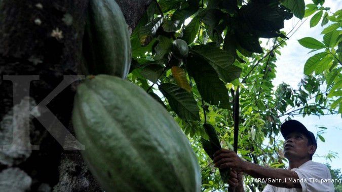 Industri olahan bergairah, ekspor biji kakao susut