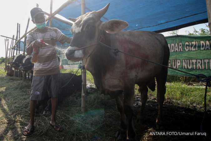 Autralia Bantu Indonesia Mengatasi Penyakit PMK, Simak Caranya