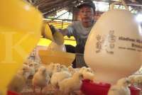Emiten Poultry Panen Cuan di Awal 2026, Pelemahan Rupiah Jadi Ancaman