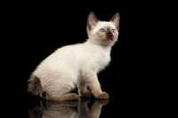 Selamat Hari Kucing Sedunia 2025, Cek Kumpulan Ucapan Bermakna dan Penuh Arti