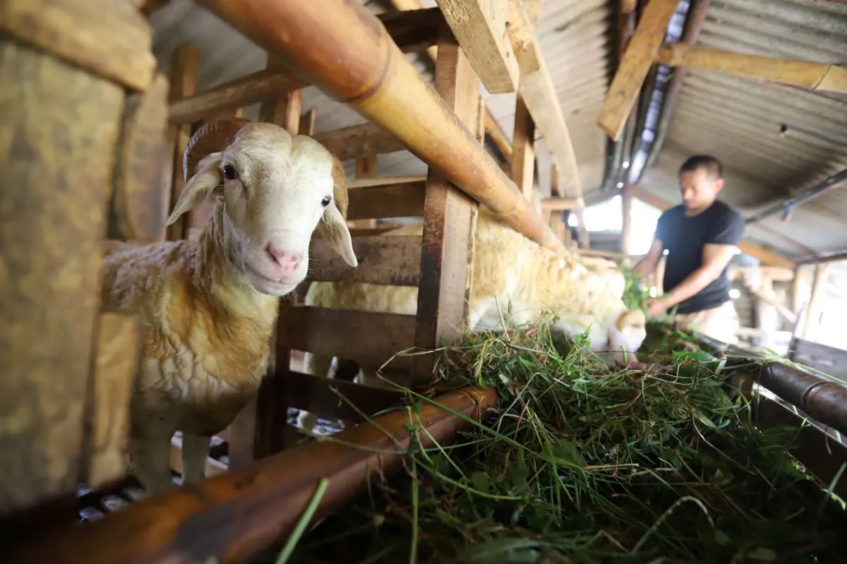 Kisaran Harga Kambing Kurban 2025 di Jawa Tengah, Termurah Rp1,7 Juta
