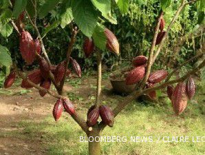 Industri Kakao Butuh Lembaga Keuangan Agribisnis