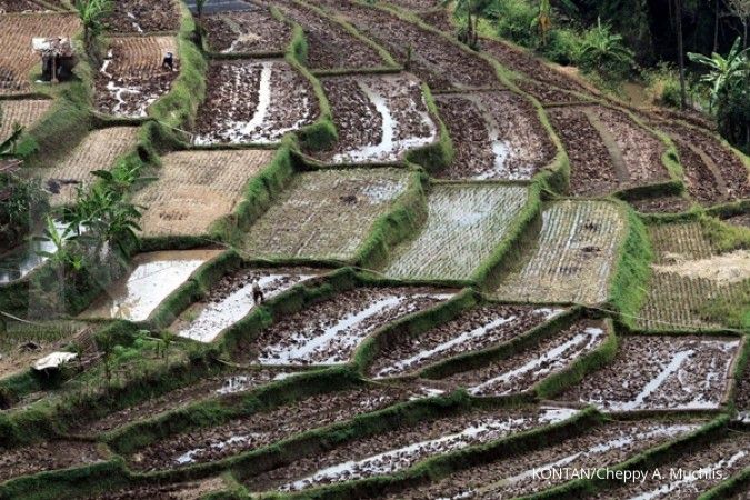 Bali rancang asuransi pertanian
