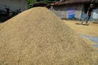 Bulog Siapkan 1 Juta Ton Beras Ekspor, ASEAN Jadi Sasaran Utama