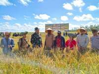 Pemerintah Cetak Sawah, Garap Tebu dan Singkong