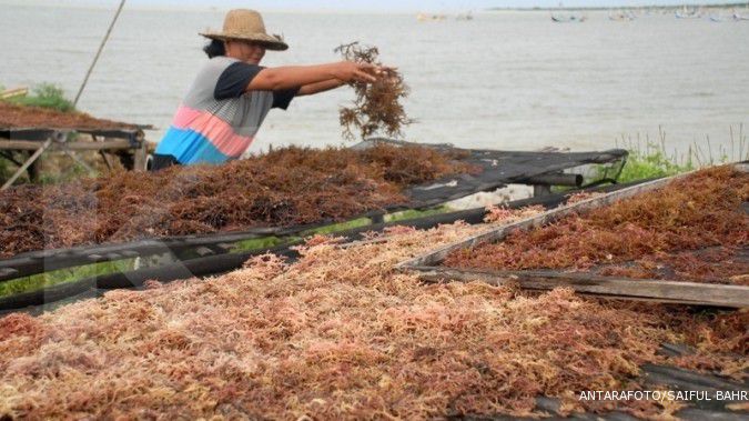 Hilirisasi rumput laut terkendala daya saing