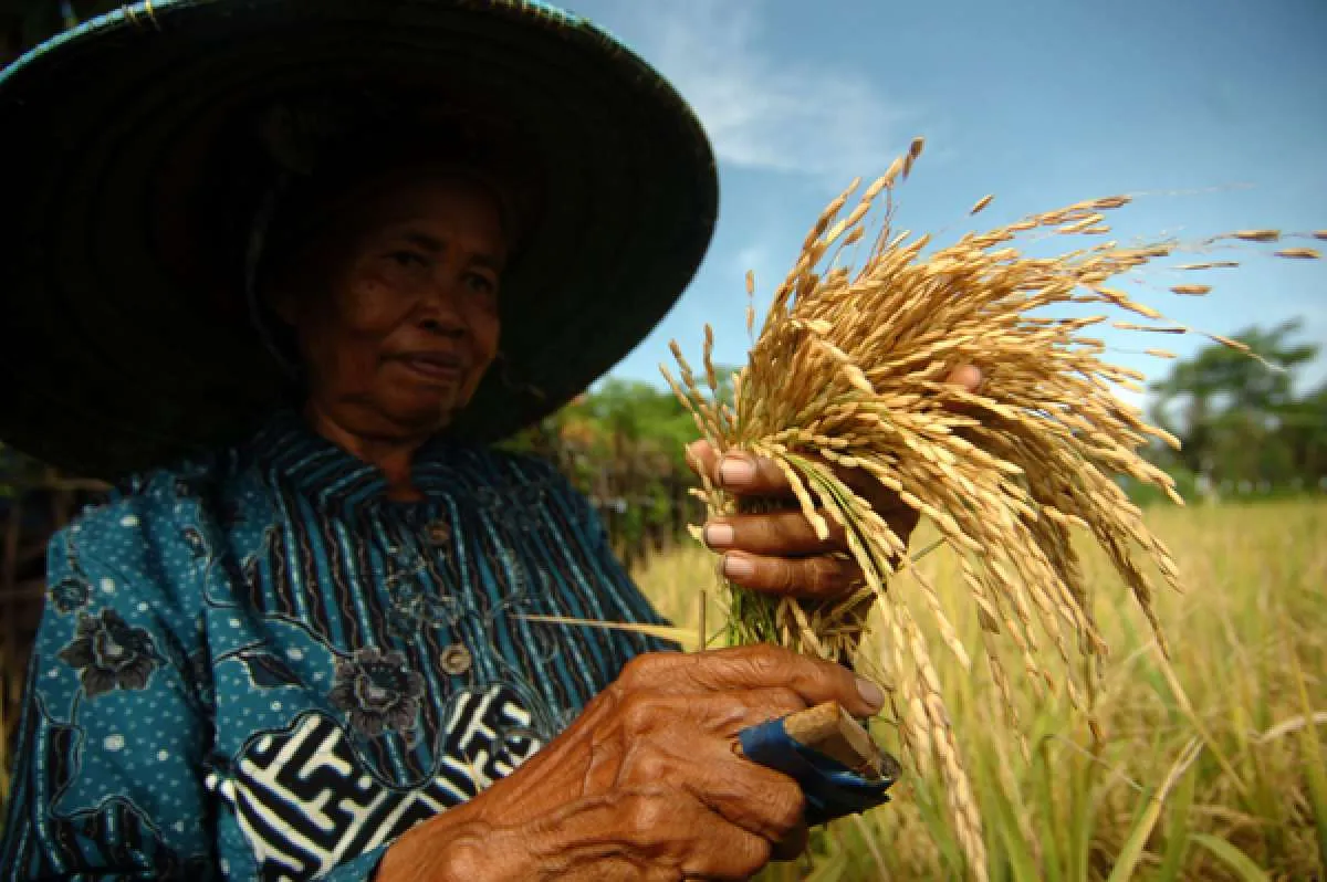 Tingkatkan kualitas, Bappenas dorong integrasi sistem pangan