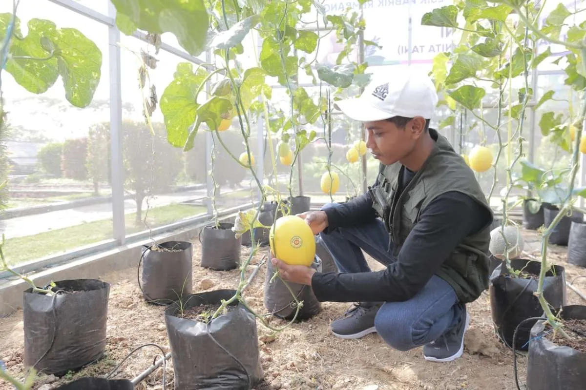 Pendapatan Rp 10 Juta/Bulan, Daftar Petani Milenial Di Latihanonline.pertanian.go.id