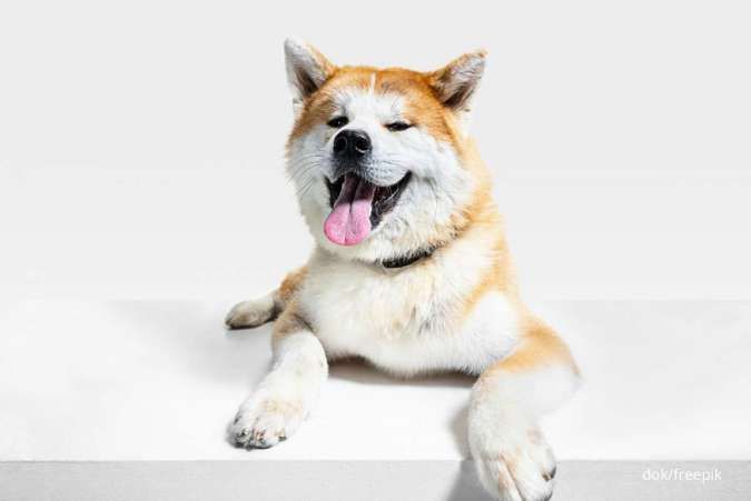 Ingin Adopsi Anjing? Ini Harga Anjing Akita Inu yang Dikenal Setia