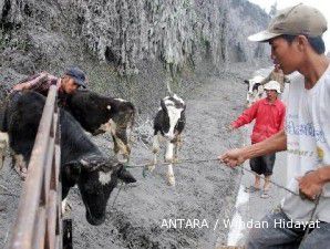 Anggaran pembelian sapi hanya terpakai 10%