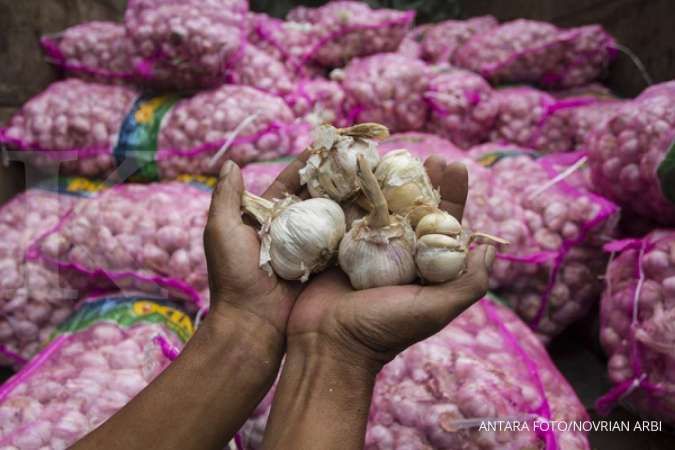 Harga bawang putih di Jayapura masih bertahan tinggi di Rp 80.000 per kg