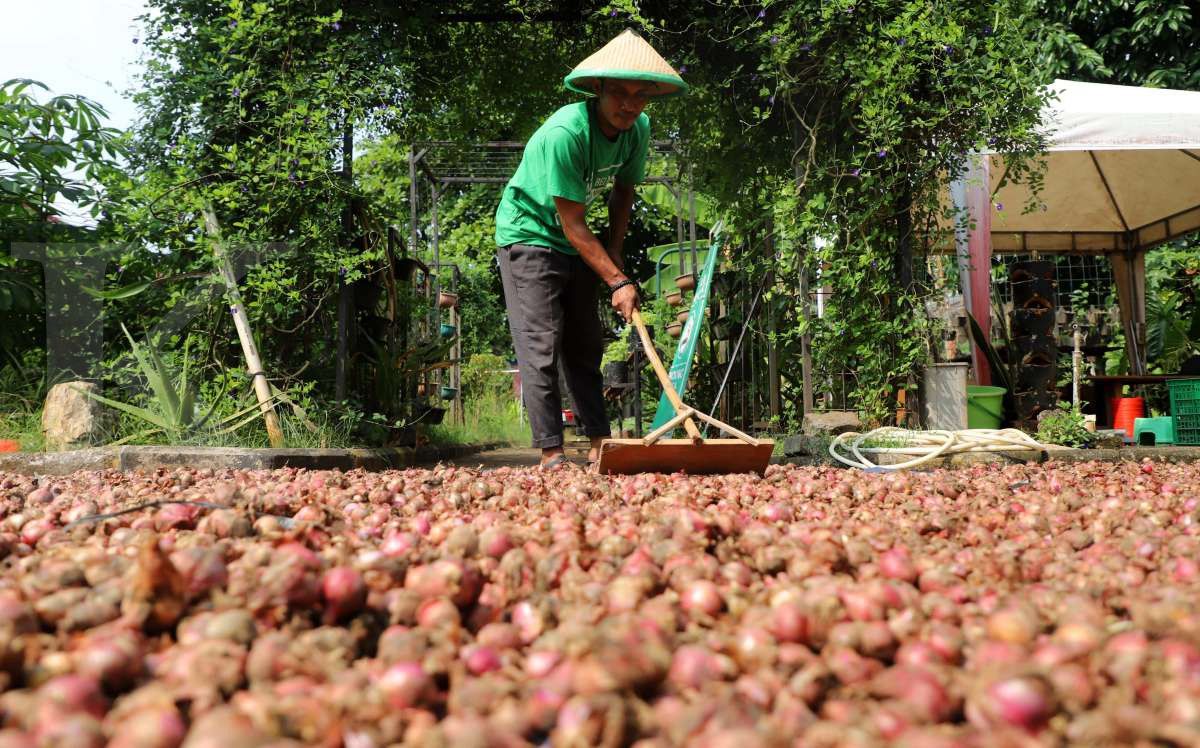 Menjemur bawang